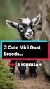 3 Cute Mini Goat Breeds: Nigerian Dwarf, Mini Alpine, Pygmy | Farm ...