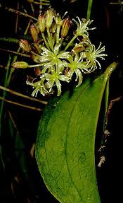 Image result for Smilacaceae