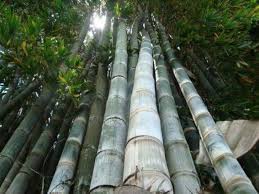 Image result for Dendrocalamus