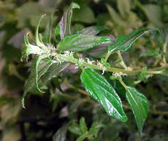 Image result for Pouzolzia parasitica