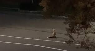 What Does The Fox Sound Like Deeply Creepy Digg Creepy Sounds Like Top Videos
