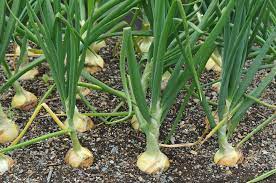 You also get more variety. How Long Do Onions Take To Grow Garden Eco