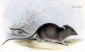Galapagos Rice Rat