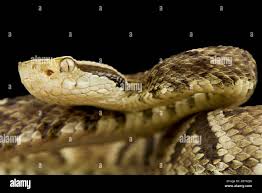 Image result for Bothrops punctatus