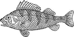 Arti mimpi menangkap ikan bersisik. Arti Mimpi Makan Ikan Sering Dikaitkan Dengan Hal Baik Bagaimana Bila Mimpi Makan Ikan Asin Halaman 2 Tribun Batam