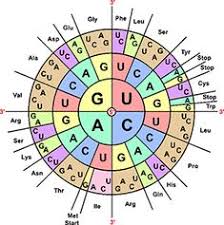 Codon Wheel Teaching Biology Biology Lessons Biology