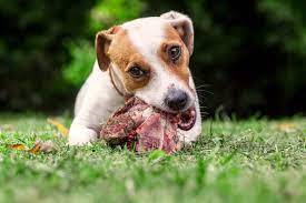What raw meat can dogs eat. Can Dogs Eat Raw Meat Our Dog Breeds