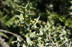 Image result for Phragmanthera cornetii
