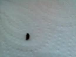 Egal welches ungeziefer sie haben, sie können einen großteil des ungeziefers mechanisch loswerden. Schwarze Kleine Kafer Uberallllllllllllllllllll Insekten Schwarz Plage