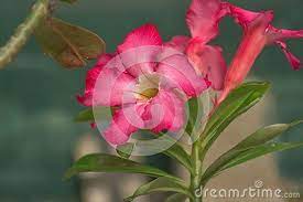 Pin On Flowers