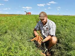 Sow and plant sow direct into soil under cloches from late winter or without protection from mid spring. South Africa S Biggest Carrot Farm