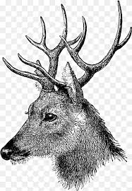 Zeichnen Von Elch Gemischten Medien Hirsch Hirsch Tiere Geweih Kunst Png Pngwing