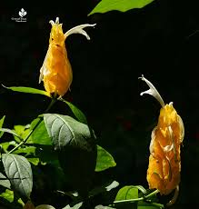 Maybe you would like to learn more about one of these? Shrimp Plant Shrimp Cocktail Recipe Central Texas Gardener