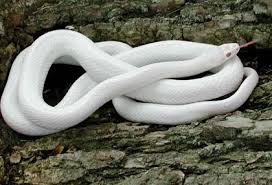 Black And White Corn Snake Morph Pin By Gabriele Bayne On Animals Corn Snake Snake Breeds Pet Snake