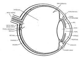 Describe the working of an ac generator with the help of a labelled circuit diagram. Module 1 Labeled Diagram Of The Eye Diagram Of The Eye Dot Worksheets Eye Anatomy
