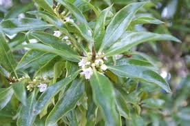 Image result for Myoporum laetum