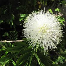Image result for Calliandra haematocephala