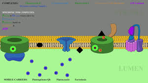 What is the difference between plant and animal cells? Plant Vs Animal Cells Youtube