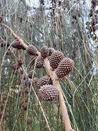 Image result for Casuarina verticillata