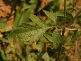 Image result for Bidens biternata