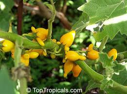 Image result for Solanum mammosum