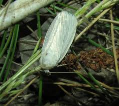 Image result for Photedes morrisii