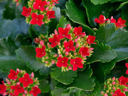 Top 10 Stylish Succulents For Your Home Garden World Of Succulents Kalanchoe Blossfeldiana Kalanchoe Flowers Planting Flowers