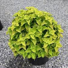 Image result for Coleus guerkei