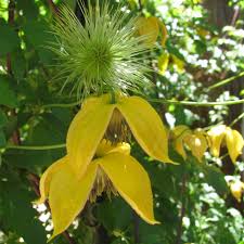 Check spelling or type a new query. Clematis Bill Mackenzie Gherkin Through The Roses