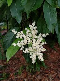 Image result for Ehretia