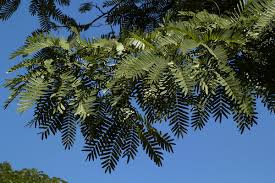 Image result for Brachystegia boehmii