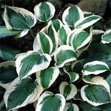 Image result for Glebionis carinata `German Flag`