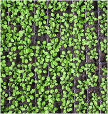 Image result for Crepidorhopalon tenuis