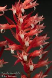 Image result for Schizochilus sulphureus