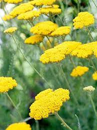 14 Drought Tolerant Perennials That Will Look Good Even Through Dry Spells Drought Tolerant Perennials Low Water Gardening Easy Care Plants
