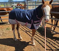 The Chevy Nugget who is...