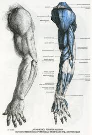 Sohranyonnye Fotografii 122 Fotografii Human Anatomy Drawing Human Anatomy Art Human Anatomy For Artists