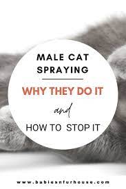 Male Cat Spraying Why They Do It And How To Stop It Bf House Male Cat Spraying Cat Spray Cats
