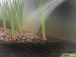 If you do find them, you will want to start them indoors in late shallots should be stored indoors in a cool, dry place that maintains a consistent temperature of 35°f to 45°f to ensure maximum storage time. How To Plant Shallots With Pictures Wikihow