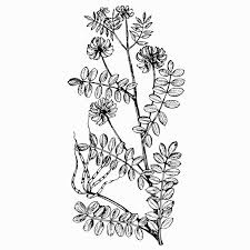 Image result for Securigera  varia