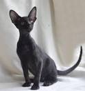 Oriental Short Hair Kittens For Sale – Healthy CFA ...
