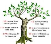 Image result for Moringa