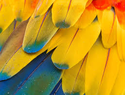 This means the birds are protected, of course, but it also means you can't even pick up and keep their feathers, nests, or eggs from your back yard or local park. Legal And Illegal Feathers Werde Hat Co
