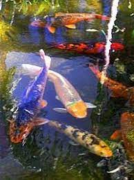 Animais Para Lagos Ornamentais Jardineiro Net