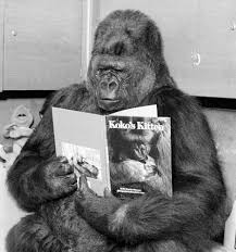 Koko Visit Koko S Page At Koko Org Koko Kitten Koko Gorilla Cat Language