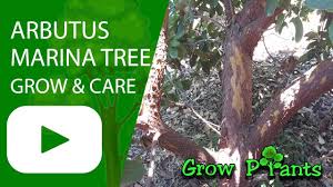 The strawberry tree, arbutus unedo is an evergreen shrub or small tree, which can reach a height of up to 20 feet. Arbutus Marina Tree Beautiful And Tasty Fruits Youtube