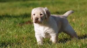 Pictures of english yellow labrador puppies. Labrador Dog Names 250 Names For Yellow Black Chocolate Labs