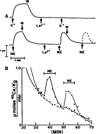 The absence of striation is also characteristic of the smooth muscle cells. Ca2 Movements In Smooth Muscle Chest