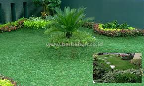 Tidak jarang jika tumbuhan ini disebut juga sebagai rumput jarum. Cara Menanam Rumput Jepang Dan Perawatannya Yang Mudah