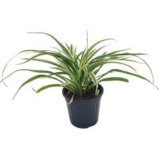 Image result for Chlorophytum pubiflorum